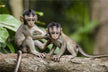 The Omens of a Pregnant Woman Dreaming of a Monkey