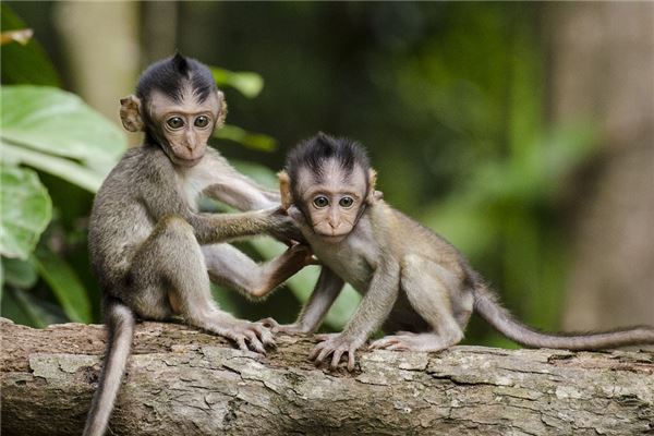 The Omens of a Pregnant Woman Dreaming of a Monkey