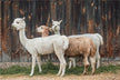 The Omens of a Woman Dreaming of a Cute Alpaca