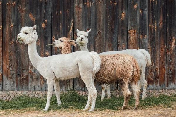 The Omens of a Woman Dreaming of a Cute Alpaca