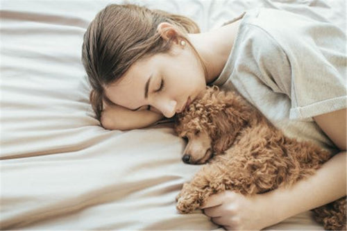 The Omens of a Woman Dreaming of a Dead Dog