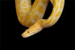 The Omens of a Woman Dreaming of a Golden Snake