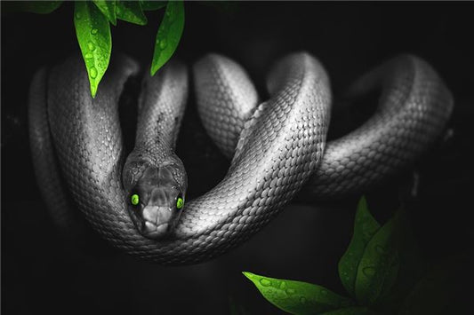 The Omens of a Woman Dreaming of a Large Black Python