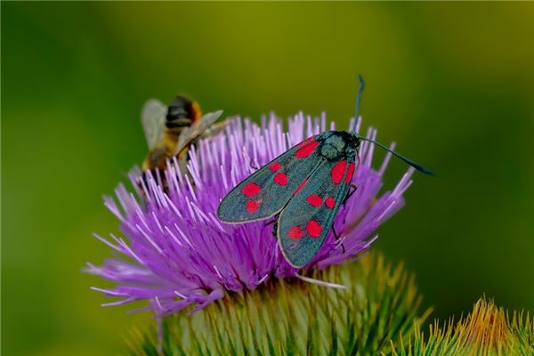 The Omens of a Woman Dreaming of a Moth