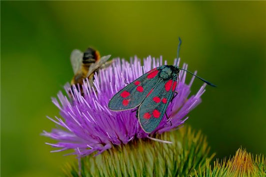 The Omens of a Woman Dreaming of a Moth