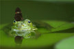 The Omens of a Woman Dreaming of a Toad
