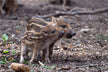 The Omens of a Woman Dreaming of a Wild Boar