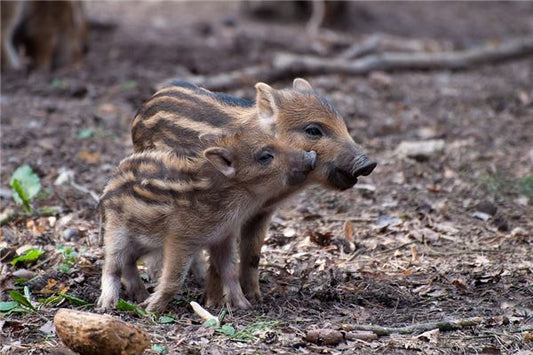 The Omens of a Woman Dreaming of a Wild Boar