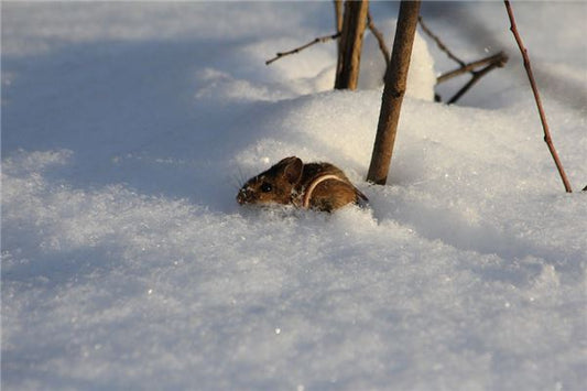 The Omens of dream of a Mouse