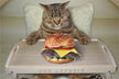 The Omens of dreaming of mice and cats?
