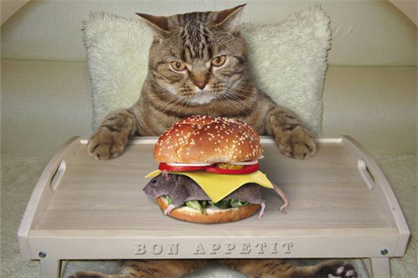The Omens of dreaming of mice and cats?