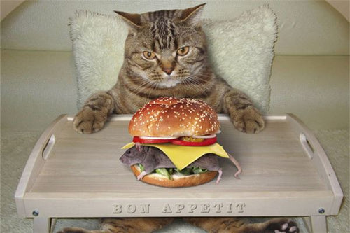 The Omens of dreaming of mice and cats?