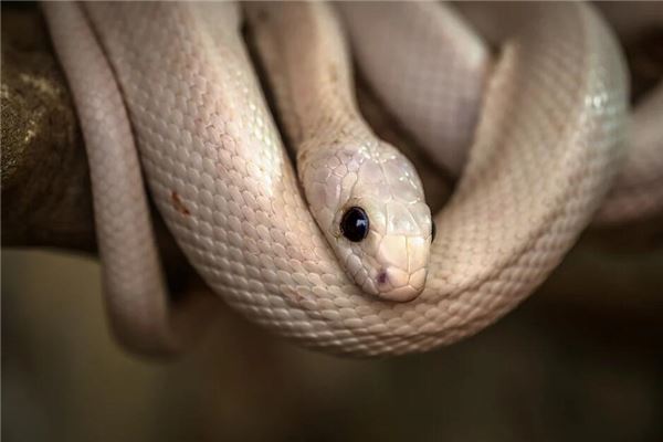 The Omens stout white snake in woman's dream