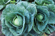 The omen of a woman dreaming of giving away cabbages