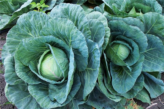 The omen of a woman dreaming of giving away cabbages