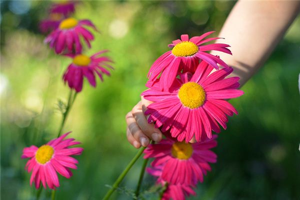 The omen of dreaming of picking flowers yourself
