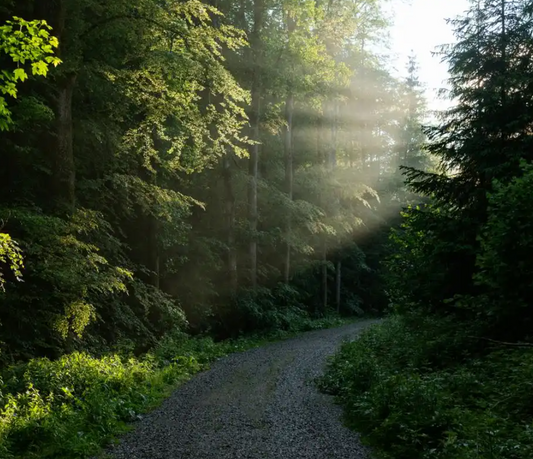 The Interpretation of Dreams about Paths and Trails in Zhou Gong's Dream Dictionary