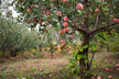 Tree heavy with fruit — omen?