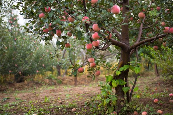 Tree heavy with fruit — omen?