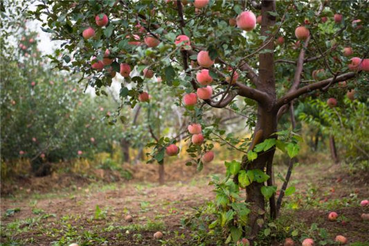 Tree heavy with fruit — omen?