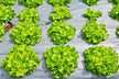 Vegetables thriving in field — omen?