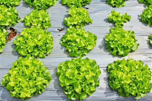 Vegetables thriving in field — omen?