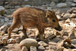 What Does Dreaming of Being Attacked by a Wild Boar Portend?