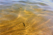 What Does Dreaming of Catching Loaches Mean?