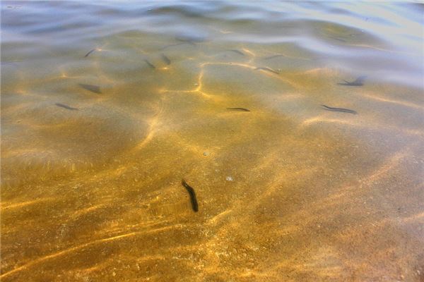 What Does Dreaming of Catching Loaches Mean?