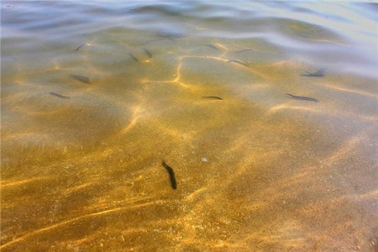 What Does Dreaming of Catching Loaches Mean?