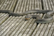 What Does Dreaming of a Black Snake Mean?