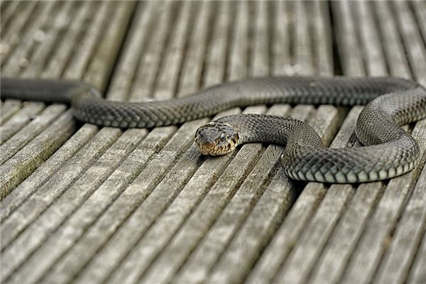 What Does Dreaming of a Black Snake Mean?
