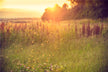 What Does Dreaming of a Dark Swarm of Mosquitoes Mean?