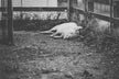 What Does Dreaming of a Dead Pig Mean?