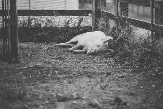 What Does Dreaming of a Dead Pig Mean?