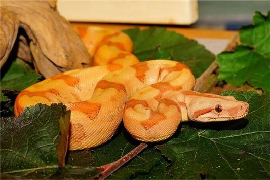 What Does Dreaming of a Golden Snake Portend?
