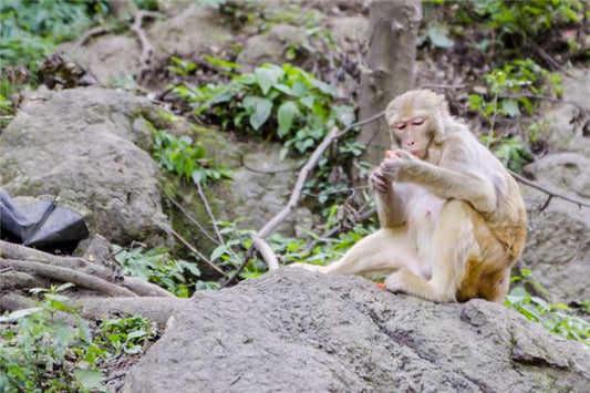 What Does Dreaming of a Monkey Mean?