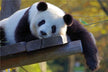 What Does Dreaming of a Panda Mean?