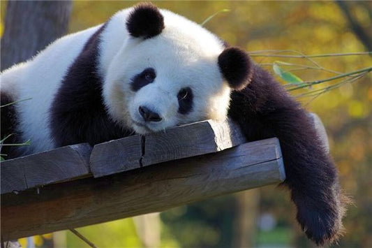 What Does Dreaming of a Panda Mean?