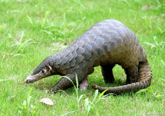 What Does Dreaming of a Pangolin Portend?