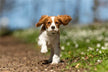 What Does It Mean When a Married Woman Dreams of Three Dogs?