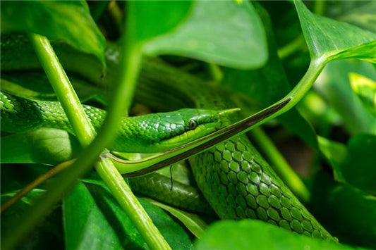 What Does It Mean When a Woman Dreams of Two Green Snakes?