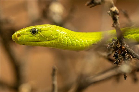 What Does It Mean When a Woman Dreams of Two Snakes? 