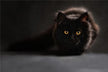 What Does It Mean When a Woman Dreams of a Black Cat