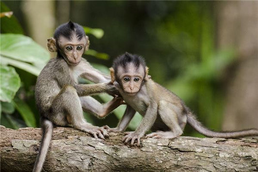 What Does It Mean When a Woman Dreams of a Herd of Monkeys