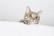 What Does It Mean to Dream of Being Bitten by a Cat?