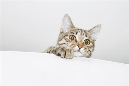What Does It Mean to Dream of Being Bitten by a Cat?