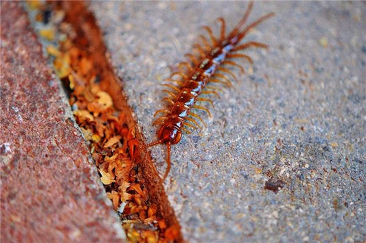 What Does It Mean to Dream of Being Bitten by a Centipede?