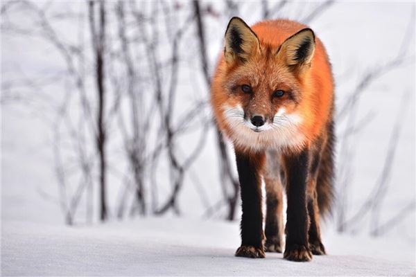 What Does It Mean to Dream of Being Bitten by a Fox?