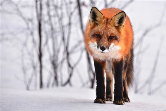 What Does It Mean to Dream of Being Bitten by a Fox?